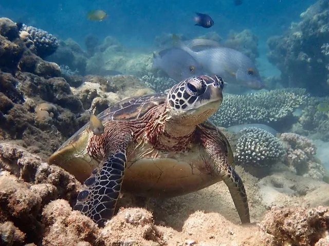 Sea turtle resting on rocks underwater with fish swimming nearby