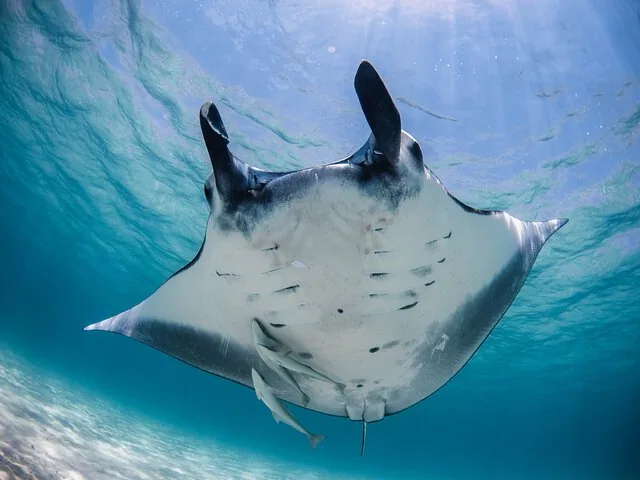 Large manta ray swimming overhead in clear blue water