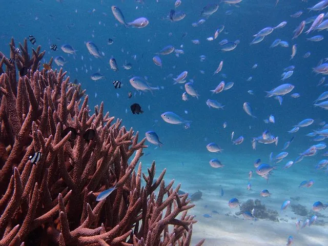 Many blue fish swimming near coral reef underwater at Ningaloo Reef