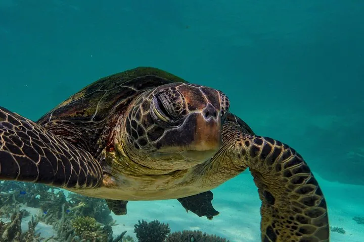 Close-up of a green sea turtle swimming underwater in clear blue water