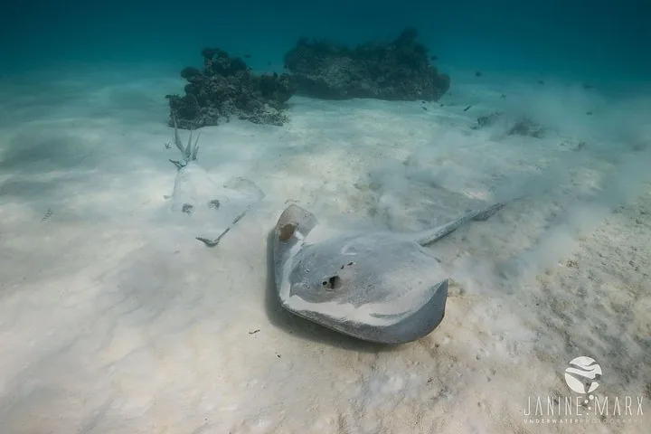 Two large stingrays resting on the sandy ocean floor underwater