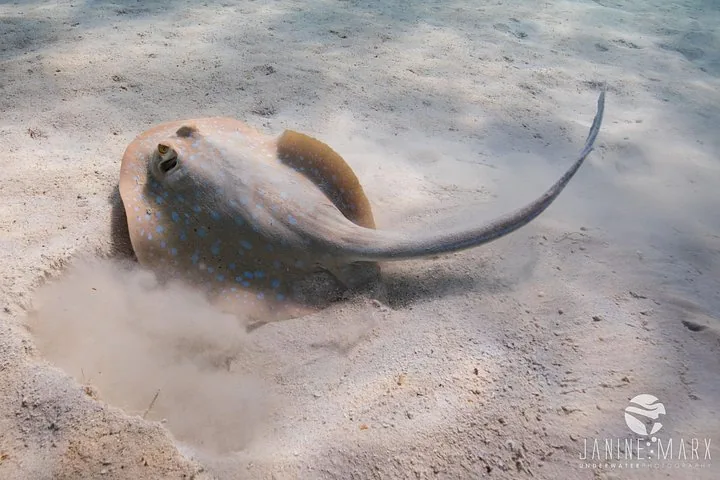 Blue-spotted stingray resting on the sandy bottom underwater at Ningaloo Reef