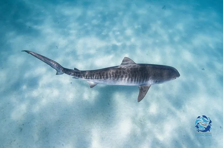 Tiger shark swimming over a sandy seabed in clear water