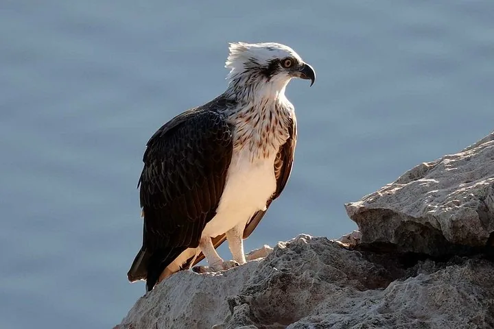 Osprey bird perched on a rock against a background of blue water
