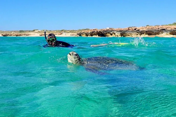 Snorkeler in water looking at a sea turtle swimming near the surface
